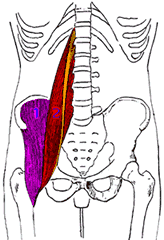 подвздошно-поясничная мышца
