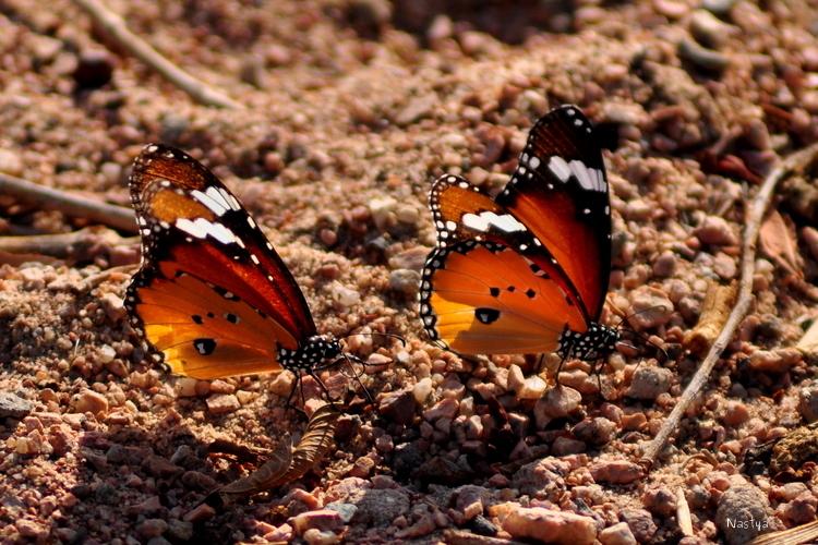 Бабочки Дахаба